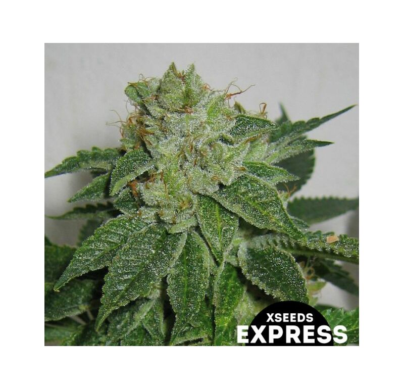 Экспресс Чернобыль, Фасовка: 5, изображение 2